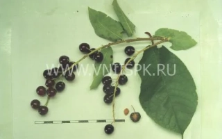 Черемуха на ветке с листьями - Памяти Саламатова