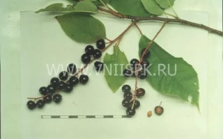 Черемуха на ветке с листьями - Плотнокистная