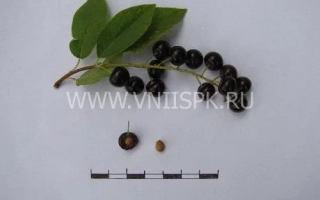 Черника на ветке с листьями и двумя ягодами внизу - Поздняя радость