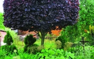 Черемуха Пурпурная — крупное дерево с темно-фиолетовой кроной на фоне сада - ПУРПУРНАЯ СВЕЧА