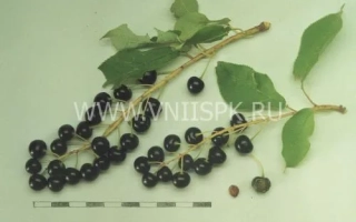 Ветка черёмухи с ягодами Сахалинская чёрная
