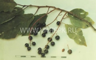 Ветка черемухи с ягодами и листьями - Сахалинская устойчивая