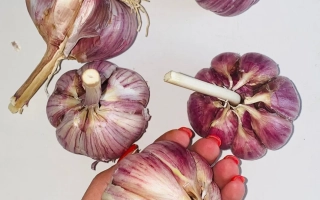 Рука держит несколько головок чеснока сорта Агат на белом фоне