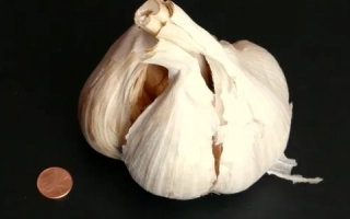 Головка чеснока на черном фоне с монетой для масштаба - Альтаир