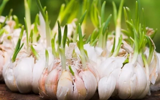 Гарнировка чеснока на деревянной поверхности - Белозеровский