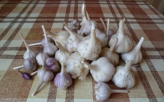 Горсть чеснока на клетчатой ткани - БЕЛЫЙ МЕДВЕДЬ