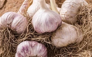 Свежий чеснок с корнями на земле - Боголеповский