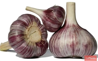 Гарнировка чеснока Бродоколмакский