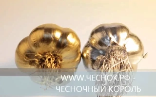 Золотой чеснок с надписью ЧЕСНОЧНЫЙ КОРОЛЬ - ЧЕСНОЧНЫЙ БАРОН