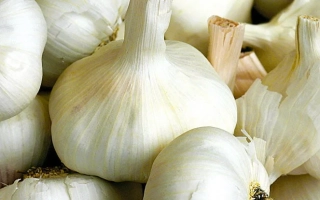 Горсть свежих головок чеснока на фоне других головок - Цезарь