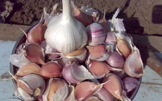 Гарнировка чеснока в миске - Добродий