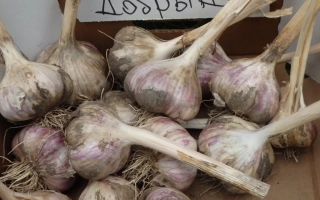 Гарнировка чеснока Добрыня в коробке