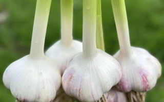 Докторский