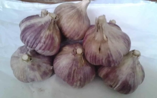 Головки чеснока сорта Дюшес на белой поверхности