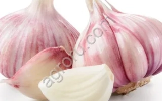 Головки чеснока фиолетового сорта на белом фоне - ФИЛИУС