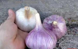 Рука держит три головки чеснока — белый и фиолетовый — на деревянной поверхности. - ГЕРМАН