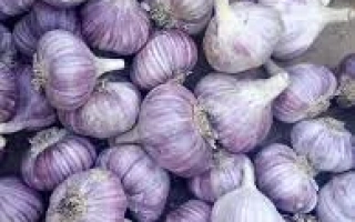 Горсть фиолетового чеснока - Харьковский фиолетовый