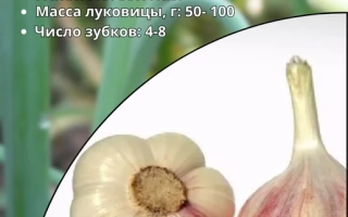 Пакет семян чеснока озимого Чеченский с изображением головок чеснока - Император