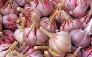 Горсть чеснока сорта Казаковский