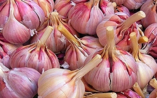 Горсть чеснока сорта Комсомолец