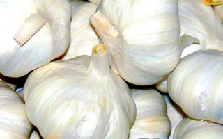 Горсть чеснока сорта Лазурный