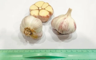 Мелиоратор