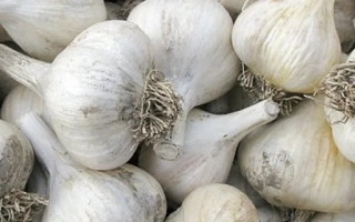 Горсть чеснока Мерефянский белый