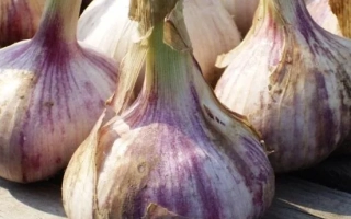 Головки чеснока на деревянной поверхности - ОДИНЦОВСКИЙ ЮБИЛЕЙНЫЙ