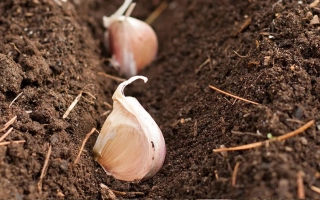 Чеснок на почве - ОСЕННИЙ