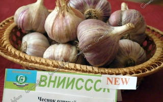 Чеснок озимый Память Алексеевой в плетёной корзине - ПАМЯТИ АЛЕКСЕЕВОЙ