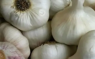 Горсть чеснока сорта ПЕРМЯК