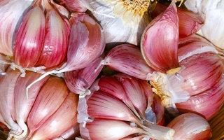 Головки чеснока сорта Петровский