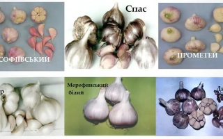 Семенной чеснок ПОБЕДА 70 на фоне