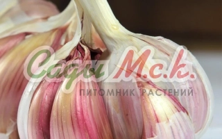 Гарантия МСК. Чеснок Подмосковный