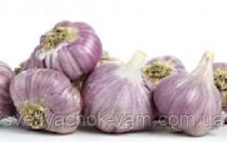 Гарбуз 'Прометей' на белом фоне