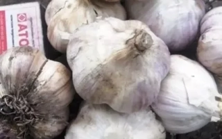 Гарнировка чеснока сорта Луч на земле