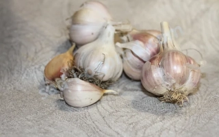 Горсть чеснока на нейтральном фоне - Русич