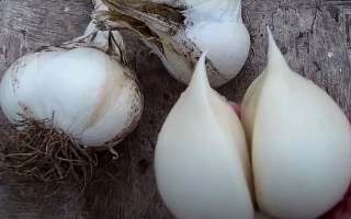 Головки чеснока на деревянной поверхности - Самородок