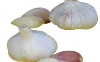 Головки чеснока на белом фоне - Сармат