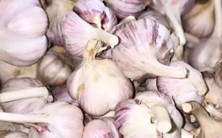 Чеснок сорт «Сержик» 500 грамм