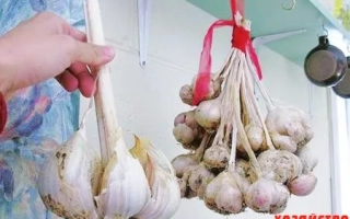 Головки чеснока, подвешенные на веревках, на фоне кухни - СИРИУС СЕДЕК