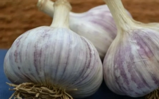 Гармошки чеснока на синем фоне - Стрелец