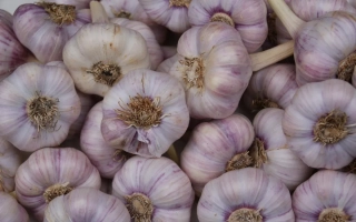 Горсть головок чеснока на фоне - Супер Любаша
