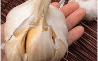 Свежий чеснок в руке на фоне плетеной подставки - ТОМИЧ