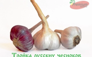 Тройка русских чесноков — три головки чеснока разных сортов на белом фоне