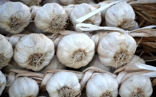 Головки чеснока в плетеной связке - ТУРА
