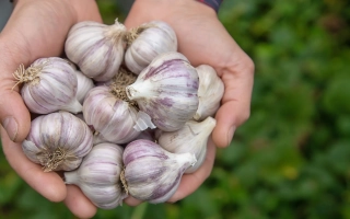 Руки держат головки чеснока на фоне зелени - Заокский
