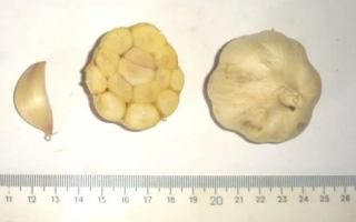 Головки чеснока и отдельный зубчик на линейке - ЗЕМЛЯЧОК