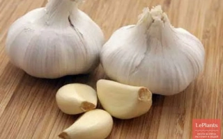 Гарнировка чеснока Зубренок на деревянной поверхности