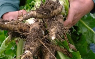 Свежие корни цикория Цезар в руках человека